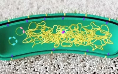 GenRewire: la técnica que permite reprogramar bacterias para degradar plásticos