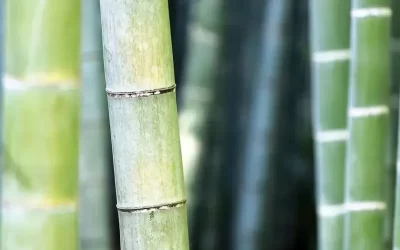 ¿Por qué el plástico biodegradable de bambú es más fuerte y fácil de reciclar?